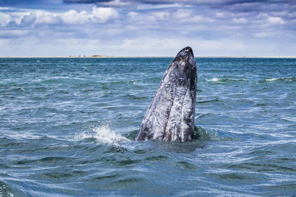 Ballena Gris