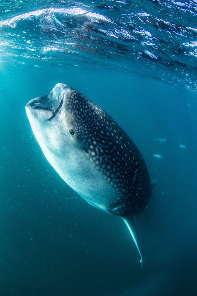 Tiburón Ballena